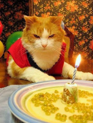 Cats Birthday Parties Seen On www.coolpicturegallery.us