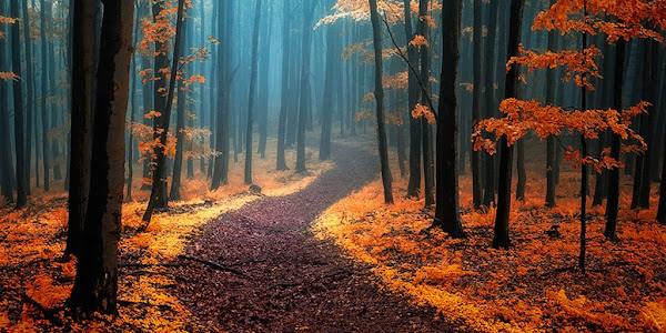 Suy nghĩ về câu nói: Trong rừng có nhiều lối đi và tôi chọn lối đi không có dấu chân người
