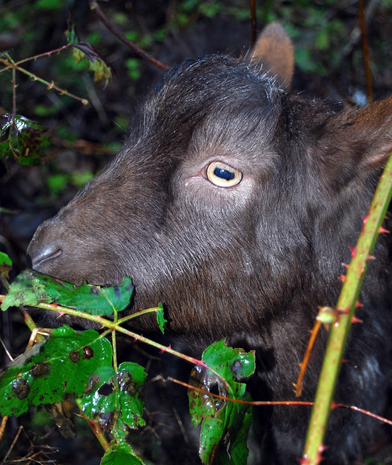 Twisted Fern Farm What My Goats Eat
