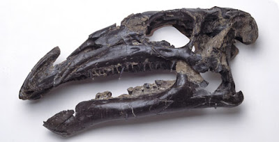 Iguanodon skull