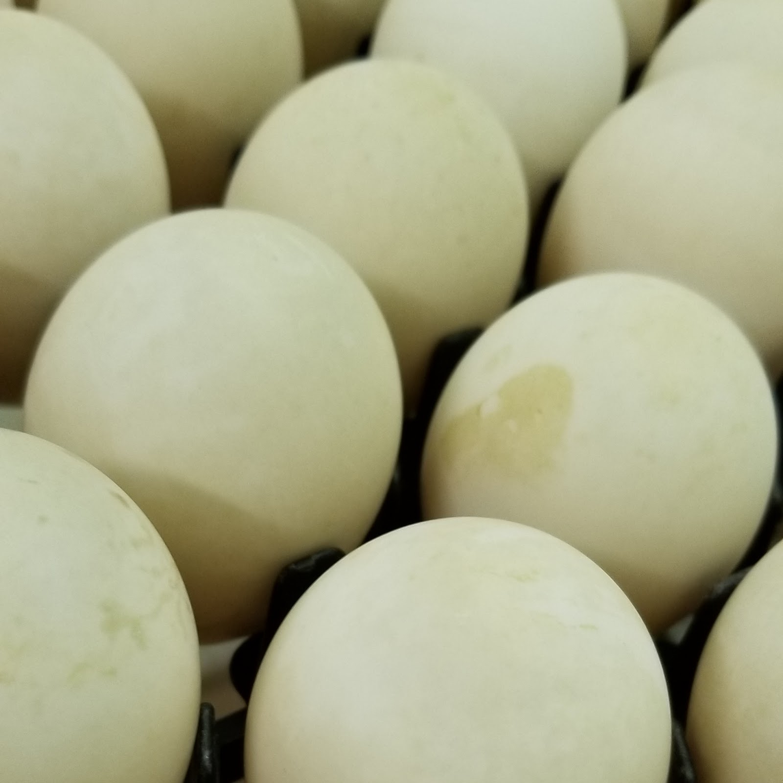 bearded-dragon-egg-fertile.jpg