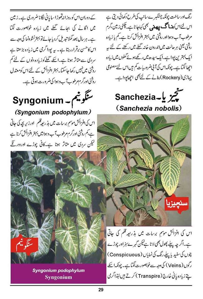 How to Grow Outdoor & Indoor Plants & Flowers Urdu Guide Noons.info