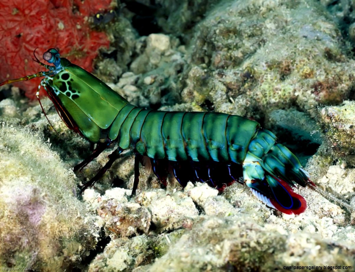 Shrimp In Ocean Wallpapers Gallery