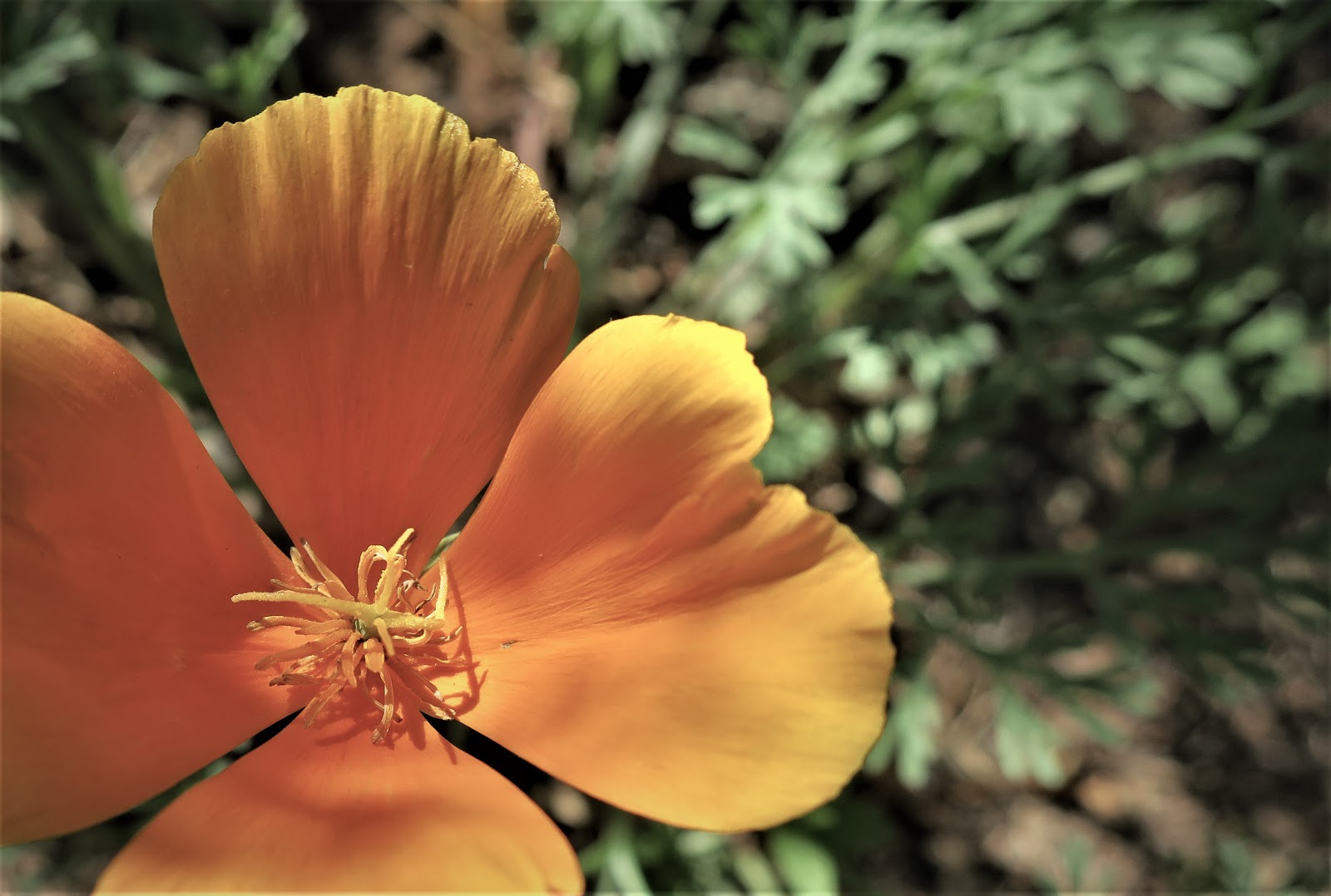 Living Rootless El Paso UTEP Vellum and Velvet