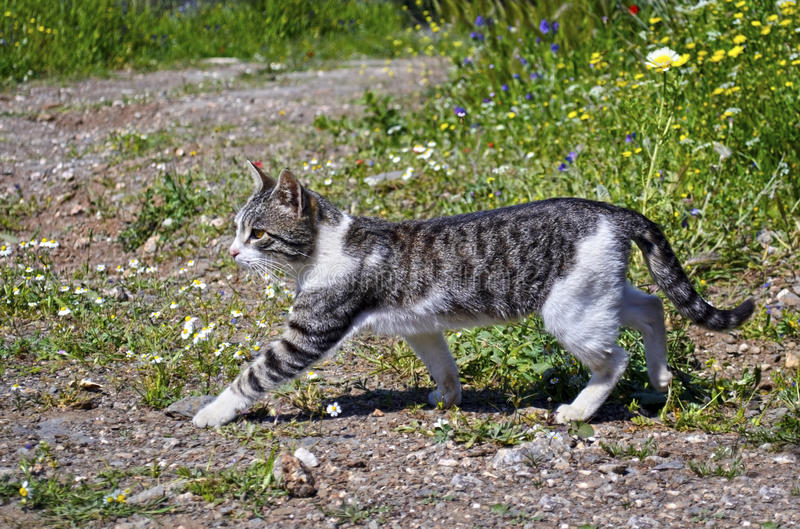 Il Mondo Dei Cani Frasi In Inglese Sugli Animali