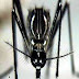 Παγκόσμιος συναγερμός για δύο θανατηφόρους ιούς - Μεταδίδονται από ζώα και κουνούπια