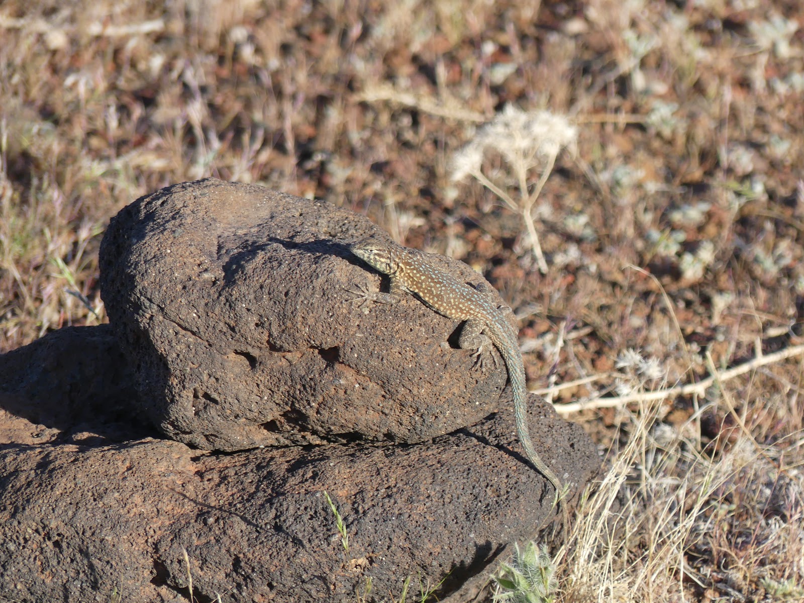 Land Cruising Adventure Fossil Falls BLM Campground California