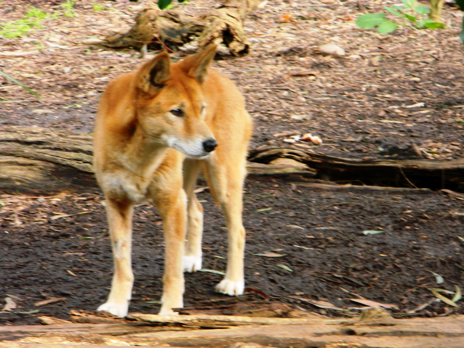 Rejoicing in the Adventure Discovering Dingo Details