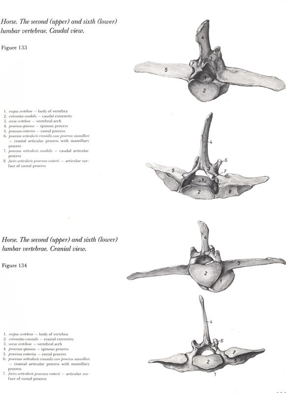 horse-second-upper-sexth-lower-lumbar-vertebrae-caudal-view-vertebra-equino-cavalo-egua-anatomia-veterinaria