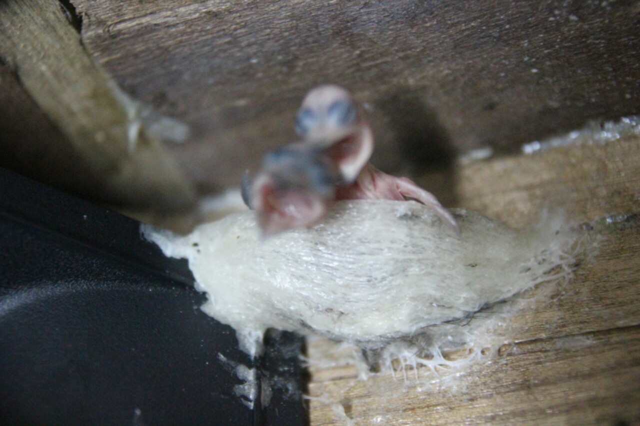 NUMIT Bird Nest 浓密燕窝 BIRD's NEST ORIGINATED FROM TAIPING, MALAYSIA