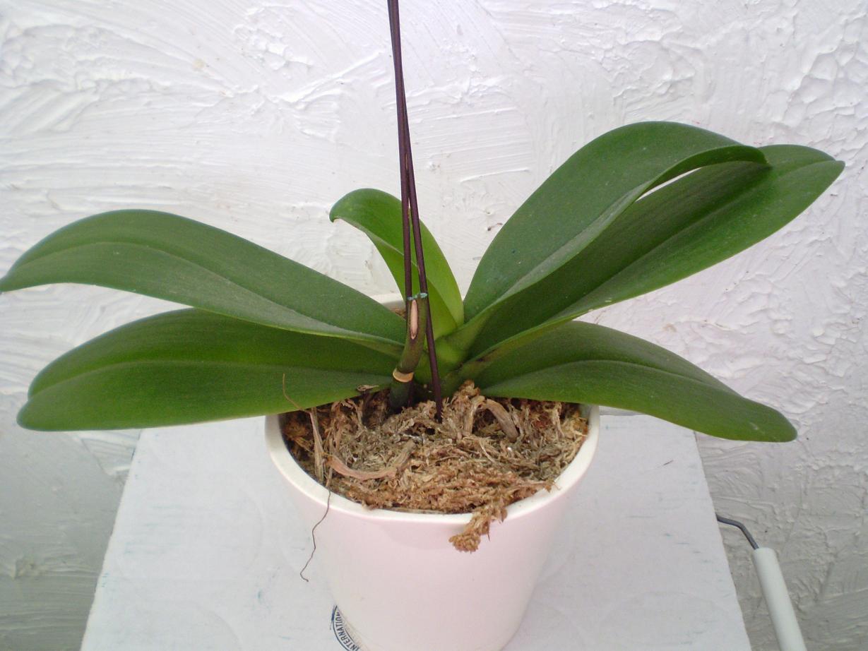 Do You Cut Off Dead Orchid Stems? B73