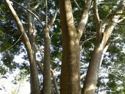 Pohon sengon, sengon, tanaman sengon, cara merawat pohon sengon, bisnis pohon sengon