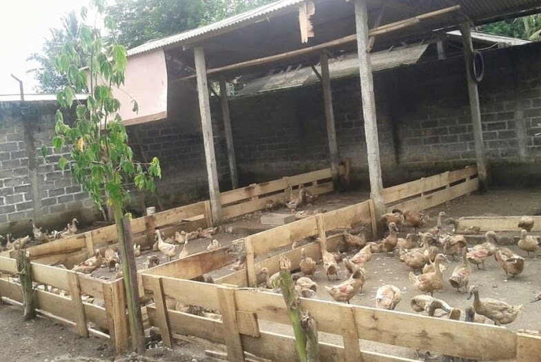 20 Hal Krusial Dalam Peluang Usaha Ternak Bebek