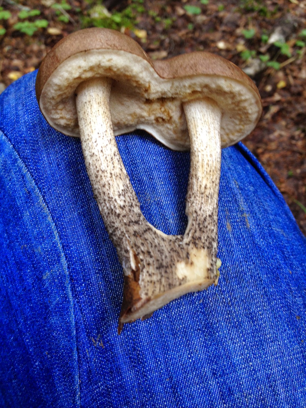 Pilsētnieki laukos: Krāsains un bagāts: sēņu rudens