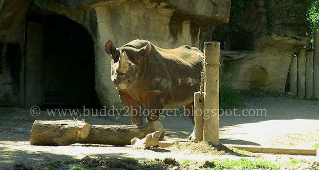 Black Rhinoceros - Diceros bicornis - Endangered African species - Cincinnati Zoo and Botanical Garden