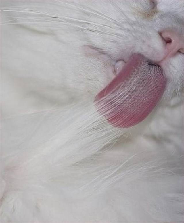 29+ Gambar Kucing Comel Jelir Lidah