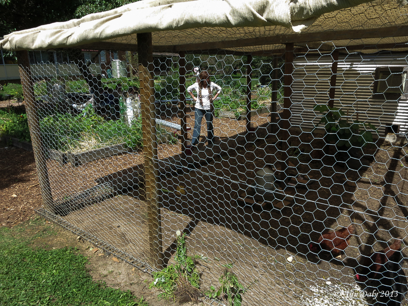 Sydney Meanderings The chook pen
