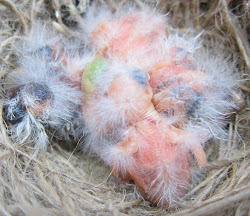 mite chicks infestation survive bird canary tales