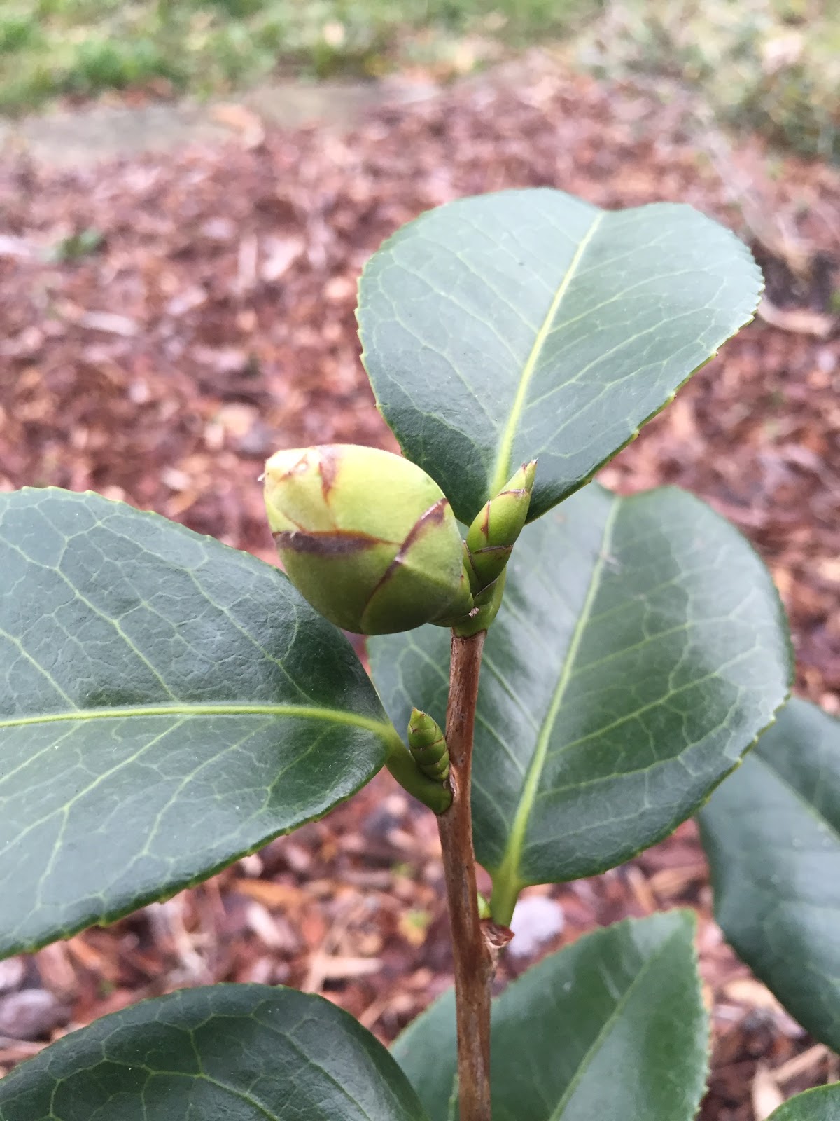 Garden Bloggers' Bloom Day December 2015