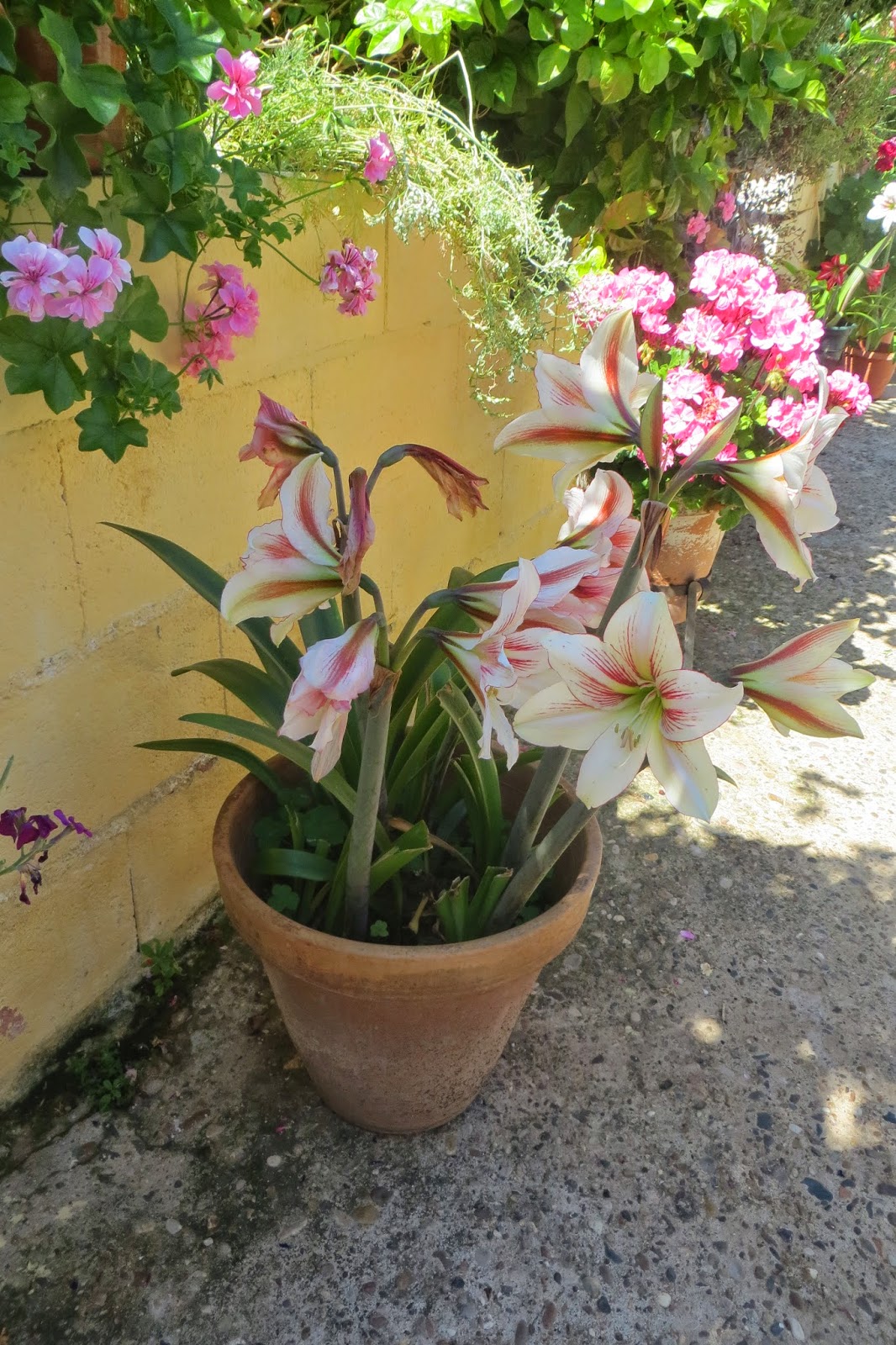 CPR.BEMBEZAR: LOS PATIOS DE CÉSPEDES EN LA PRIMAVERA DEL AÑO 2014