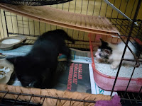 Healthy Blacky Healthy Blacky