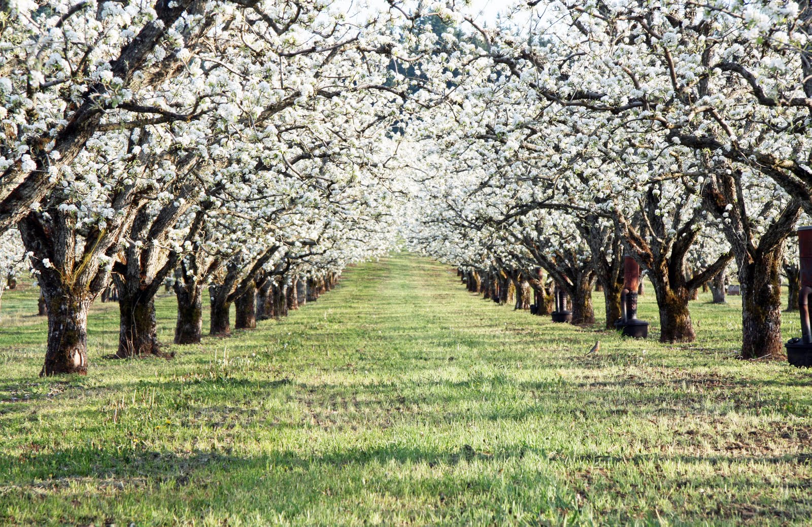 In the Fields : Blossoming Orchards In the Fields : Blossoming Orchards