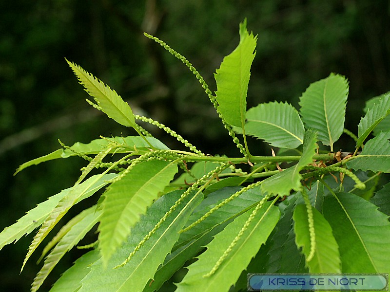 Faaxaal Photos nature gratuites et libres de droits Photo de Fagacée