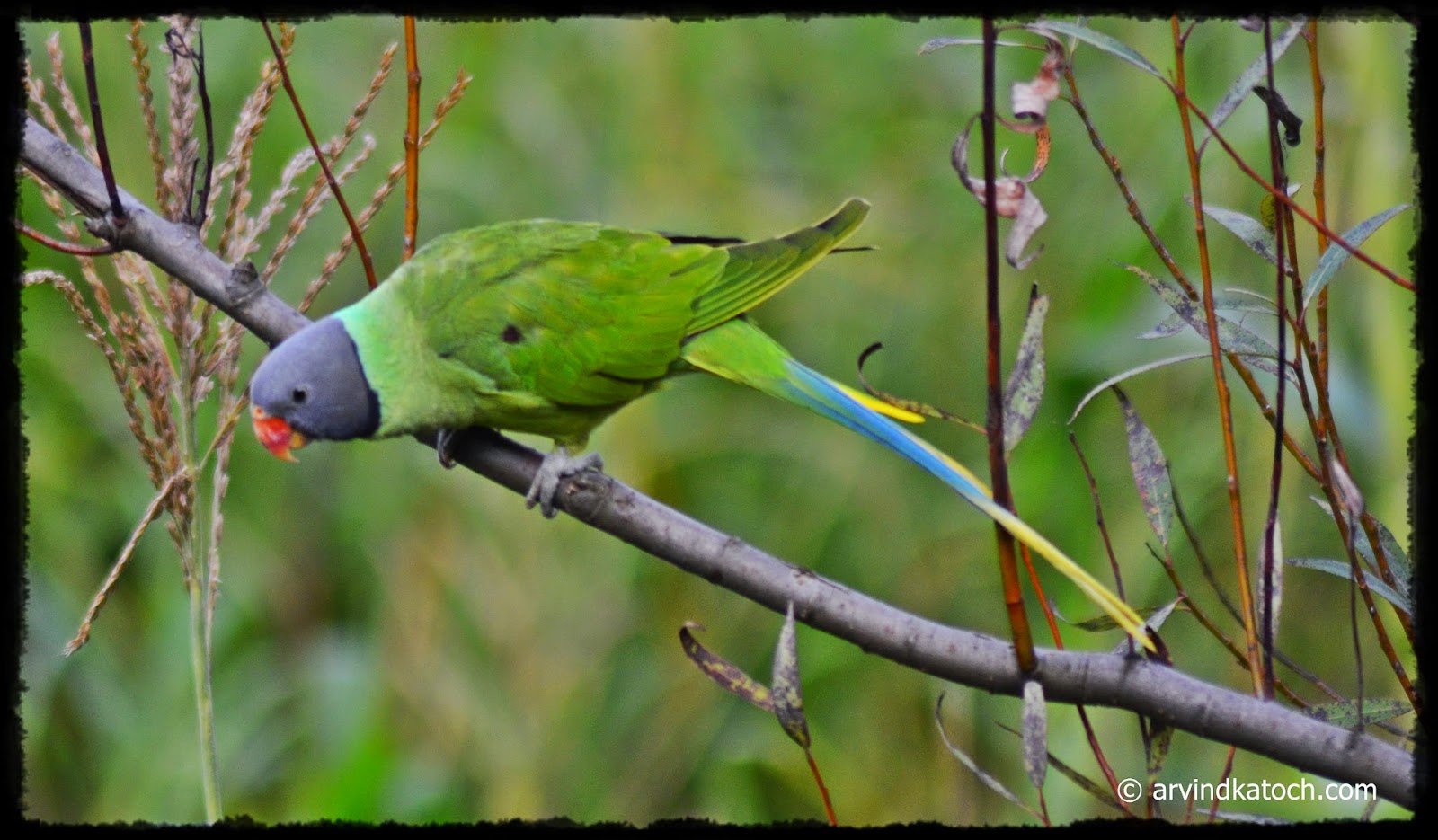 The Slatyheaded Parakeet Pictures and Detail (Himalayan Parrot