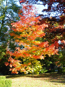 Sugar maple Mount Pleasant Cemetery autumn foliage by garden muses-not another Toronto gardening blog
