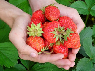strawberry,buah strawberry,manfaat buah strawberry,fruit