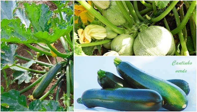 Cultivo de courgettes Cultivo de courgettes, a abobrinha Italiana