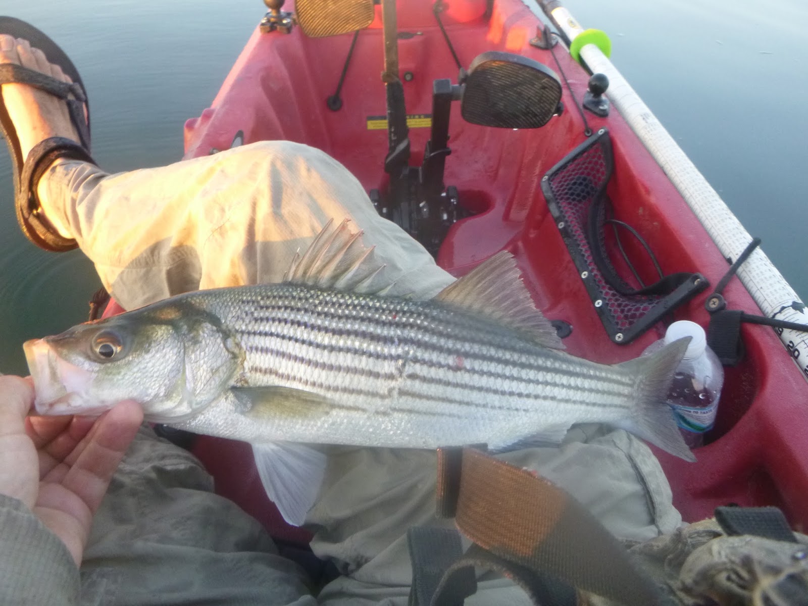 new jersey fishing report fishing new jersey NJ fishing fishing