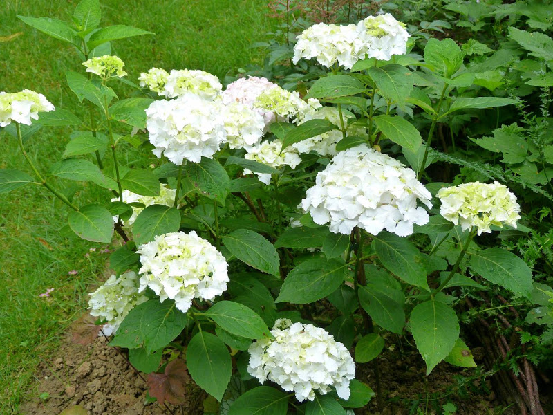 Les Pins Noirs Hydrangea Paniculata Diamant Rouge Rendia Et H