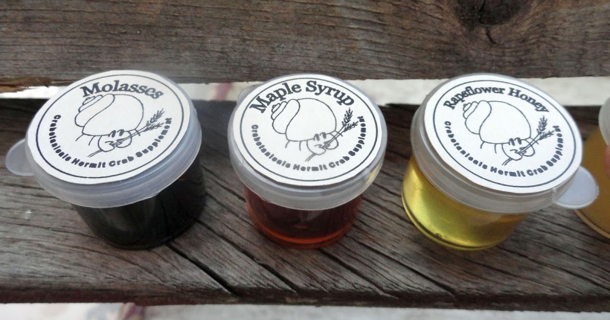 Hermit Crab Food Trials Comparison Honey, Molasses, Maple Syrup