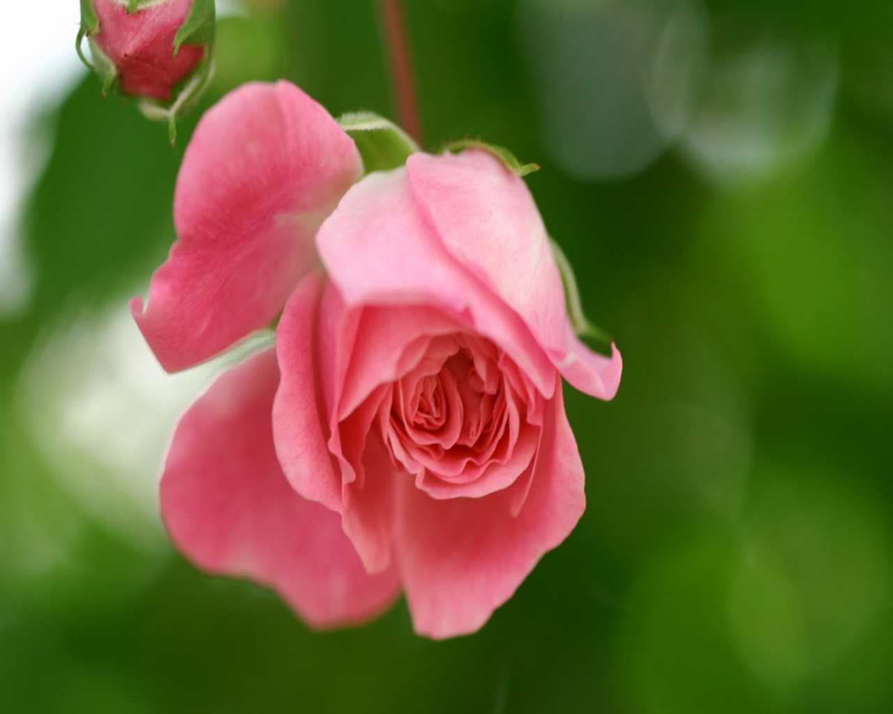 7) Fondo Wallpaper 1280x1024 - background, hd, desktop, fondos de