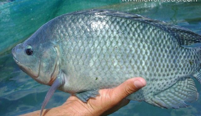 Klasifikasi Morfologi Ikan Mujair Lengkap dengan Asal Usul di Indonesia