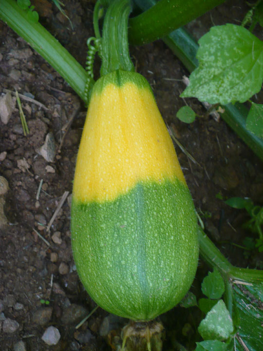 can cucumbers cross pollinate with zucchini