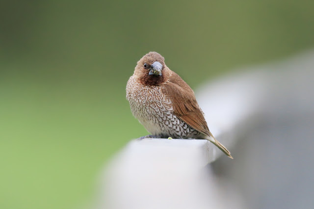 Spotted munia standing on a railing