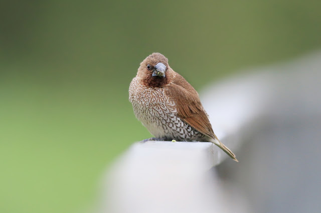 Spotted munia standing on a railing Spotted munia standing on a railing