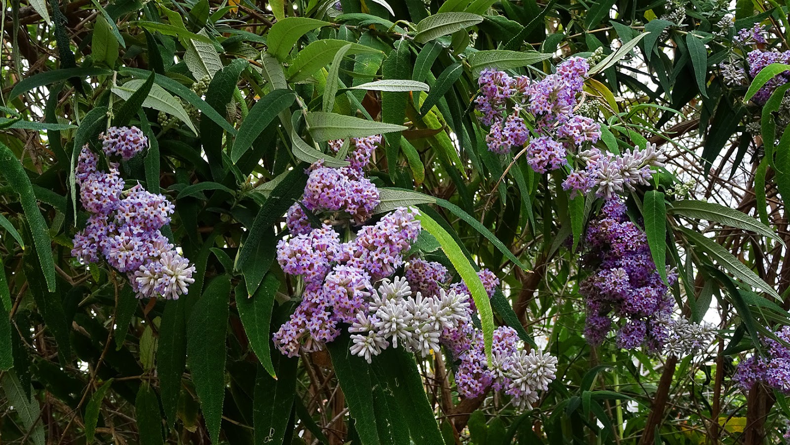 Nixpages Buddleja