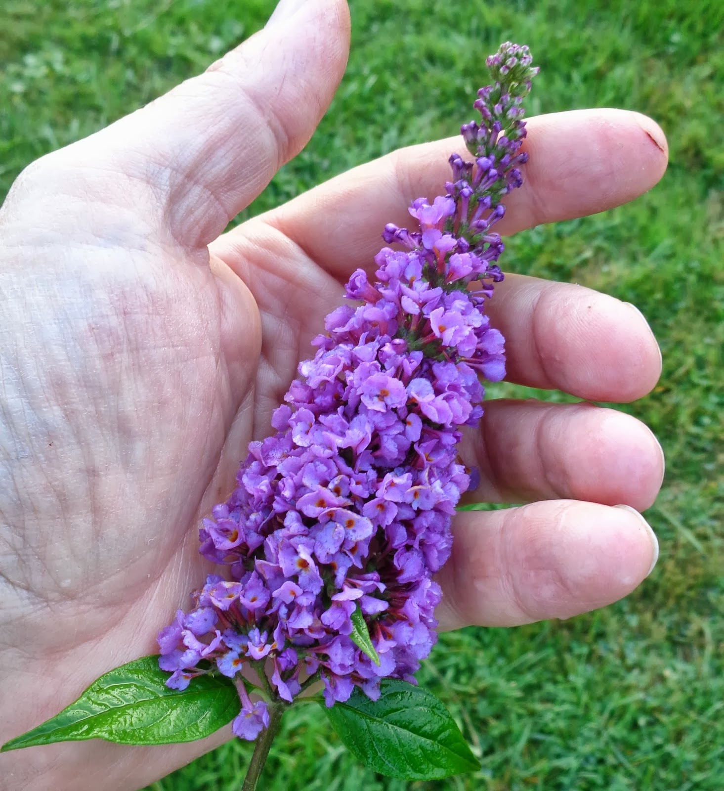 Canadiangardenjoy My Canning Perennials Order