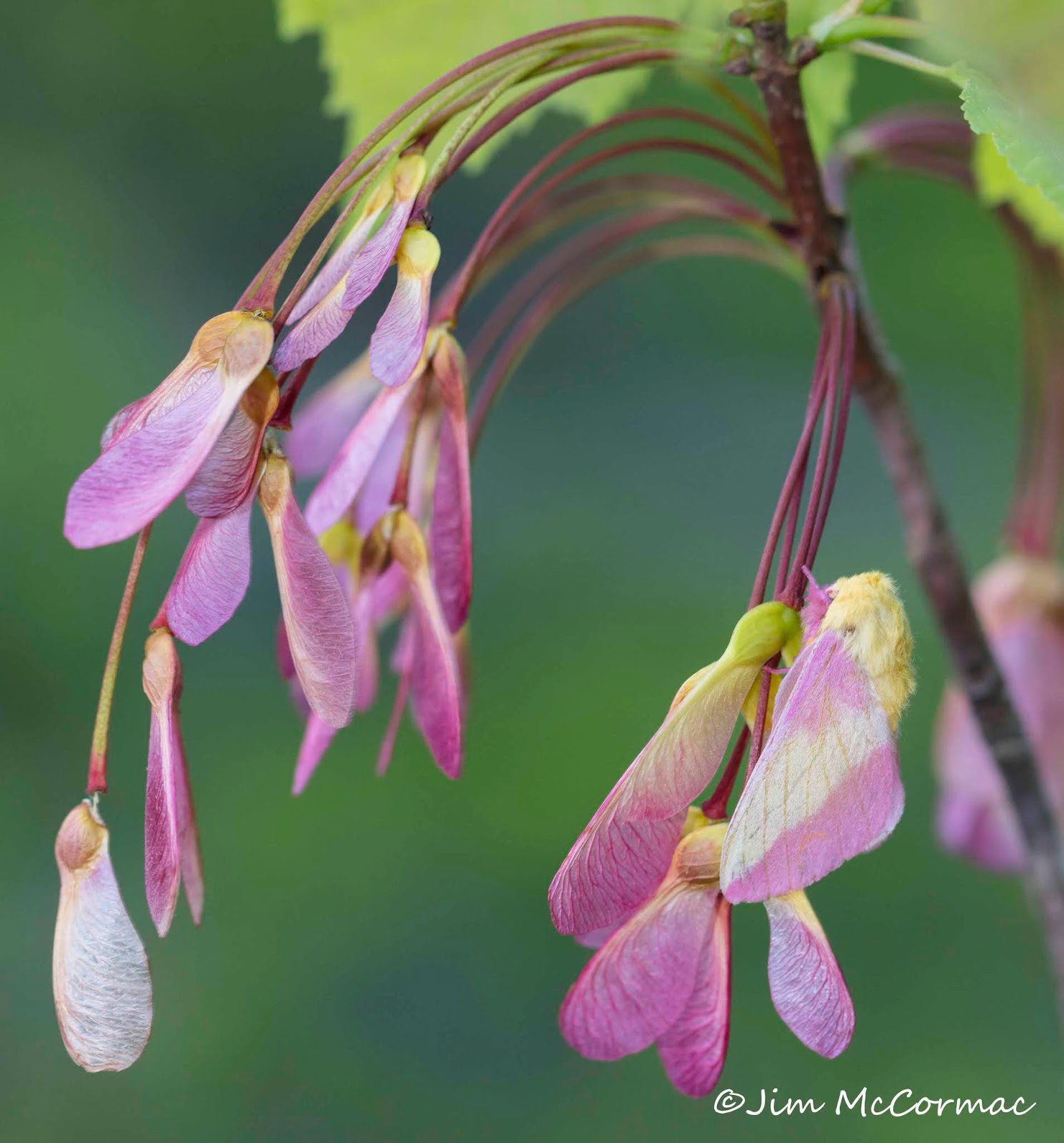 Ohio Birds and Biodiversity: Colorful camouflage: Rosy Maple Moth