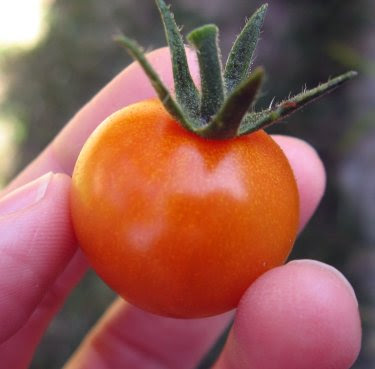 sungold cherry tomato