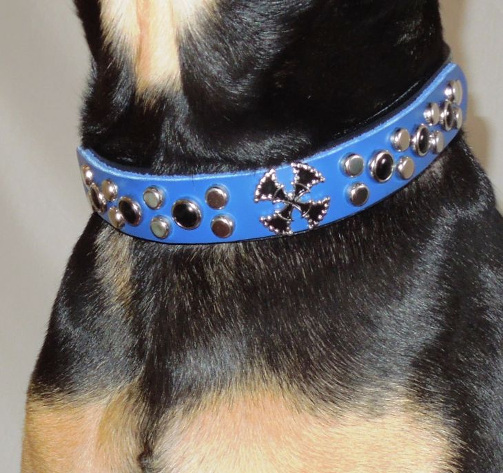 Four Legged Bloggers New Collars (leather dog collars from Cali Girl collars) with photos