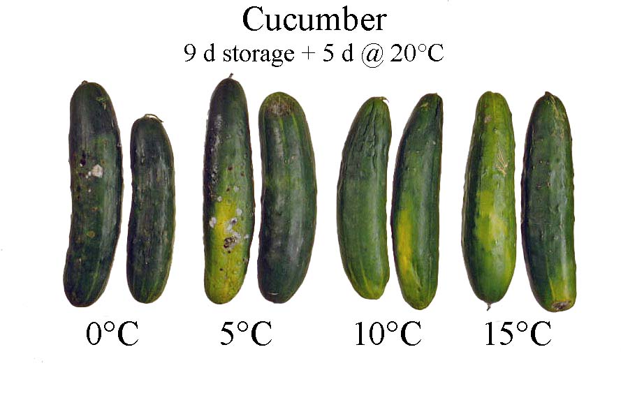 Don T Store Your Cucumbers In The Fridge Root Simple