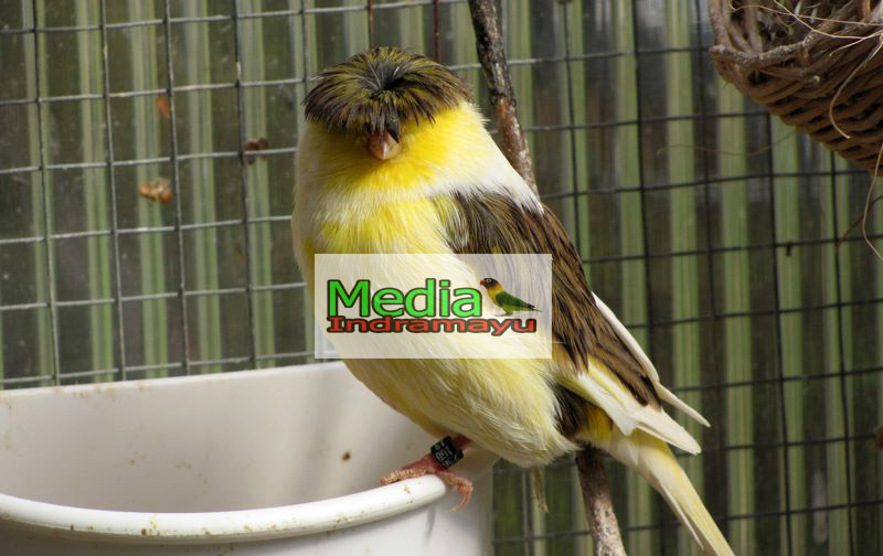 10 Jenis Kenari yang Paling Bagus Suaranya Untuk Lomba