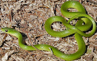 Serpiente verde del sureste Philothamnus hopologaster