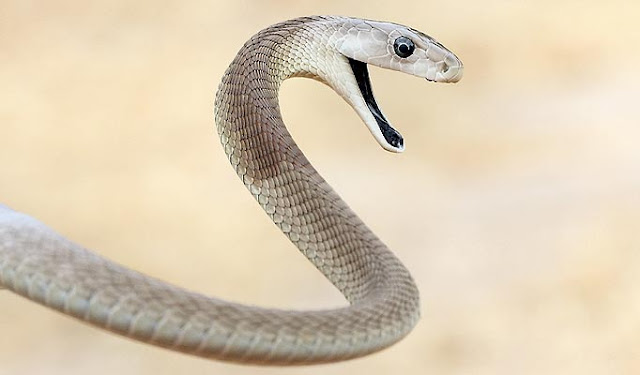 Black Mamba Snake - Amazing Black mamba Facts, Photos, Information, Habitats, News