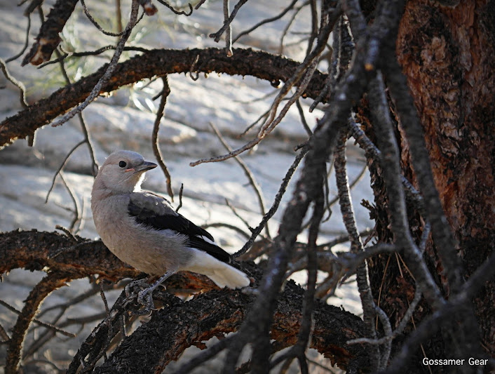 desert bird