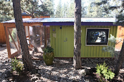 coop poop clean hammock chickens keeping chicken easy laying hens tullis michelle poor bought mature found last getting keep